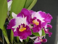 lc. chan hsiu jewel shang mei.jpg