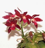 1_My_CATTLEYA!.jpg