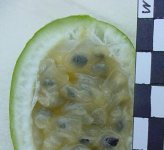 maypop-11.jpg