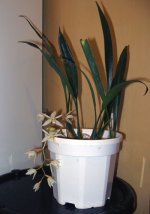 Coelogyne-gardenaria2.jpg