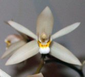 Coelogyne-gardenaria1.jpg