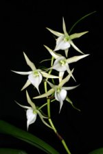 Angcm-Veitchii-1.jpg