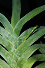 Angcm.-sesquipedale-inflorescence.jpg