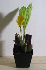 Anguloa clowesii 1.jpg