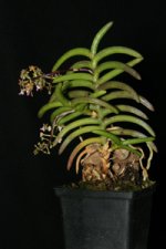 Cleisostoma-arietinum.jpg