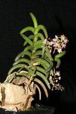 Cleisostoma-arietinum-1.jpg