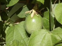 edulisfriderik_fruit.jpg