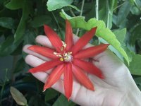vitifolia1.jpg