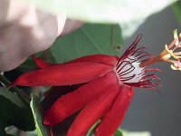 vitifolia2.jpg