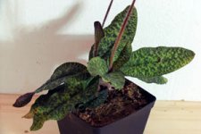 Paph. malipoense.jpg