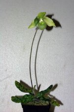 Paph. malipoense var. jackii.jpg