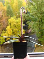 Paph. micranthum (form 1).jpg