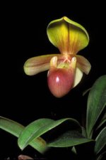 Paph helenae 01.jpg
