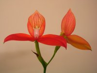Хищники Disa1.jpg