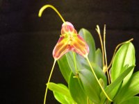 Masdevallia vietchiana x Portilla popowiana3.JPG