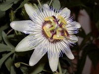 passiflora.jpg