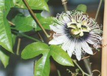 passiflora.jpg