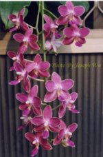 040706-P.Cassandra X P.jpg