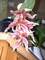DSCN1387.jpg