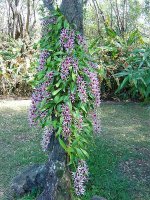 epigenium%20leonii%20arbre.jpg