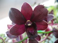 Den. Burana Sapphire.jpg