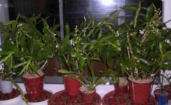 DSCN1936.jpg