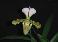 Paph.jpg