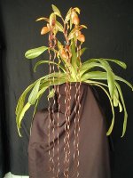 Paphiopedilum sanderianum.jpg