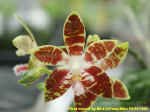 Phalaenopsis Ambotrana.jpg