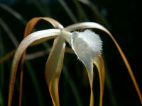 Brassavola cucullata.jpg