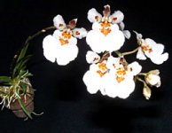 Tolumnia Krathoomban.jpg