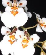 Tolumnia Krathoomban1.jpg