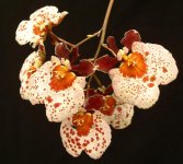 Tolumnia-Elfin-Gem.jpg