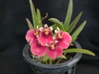Onc. Popoki Red 3_4 red.jpg