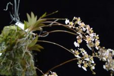 Tolumnia variegata.jpg