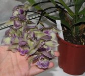 GALEOTTIA GRANDIFLORA X ACACALLIS CYANAEA1.jpg