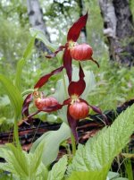 cypripedium_schanxiense5.jpg