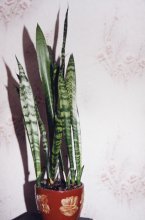 photography-2sm.jpg