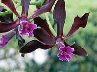 Encyclia diota (Mexica).jpg