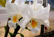 Dendrobium formosum4.jpg