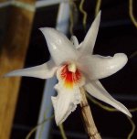 Dendrobium draconis1.jpg
