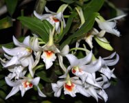 Dendrobium draconis2.jpg