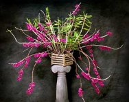Dendrobium goldschmidtianum1.jpg
