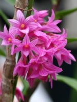 Dendrobium goldschmidtianum4.jpg