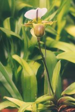 medium_P_spicerianum_452-9x.jpg