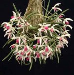 Leptotes_bicolor.jpg