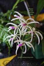 Leptotes1.jpg