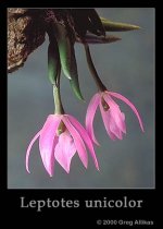 Leptotes3.jpg