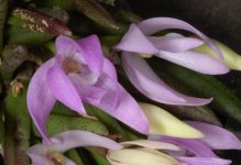 Leptotes4.jpg