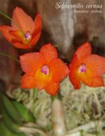 sophronitis-cernua.jpg